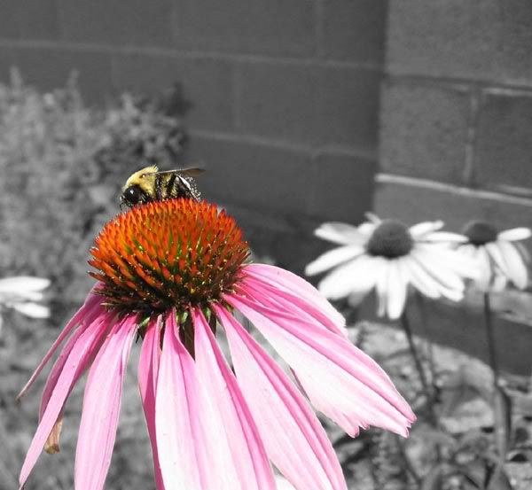 IMAGE: http://img.photobucket.com/albums/v50/MestChic/Flowers/bee.jpg