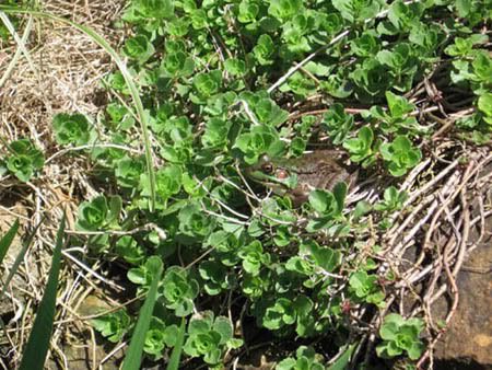 IMAGE: http://img.photobucket.com/albums/v50/MestChic/Pets/1-1.jpg