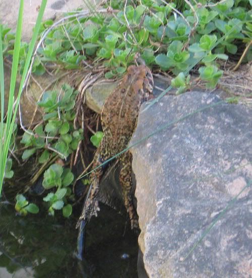 IMAGE: http://img.photobucket.com/albums/v50/MestChic/Pets/1-2.jpg