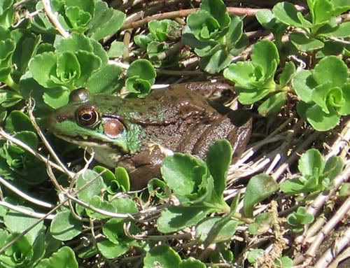 IMAGE: http://img.photobucket.com/albums/v50/MestChic/Pets/2.jpg