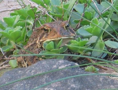 IMAGE: http://img.photobucket.com/albums/v50/MestChic/Pets/3-1.jpg