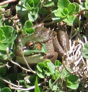 IMAGE: http://img.photobucket.com/albums/v50/MestChic/Pets/3.jpg