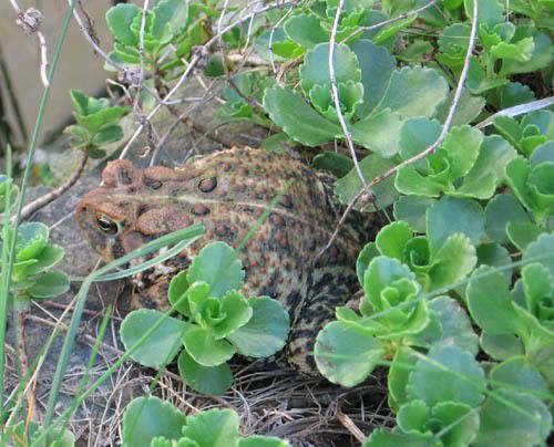 IMAGE: http://img.photobucket.com/albums/v50/MestChic/Pets/6-1.jpg