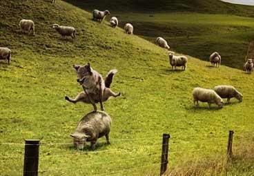 coyote_sheep_leap.jpg