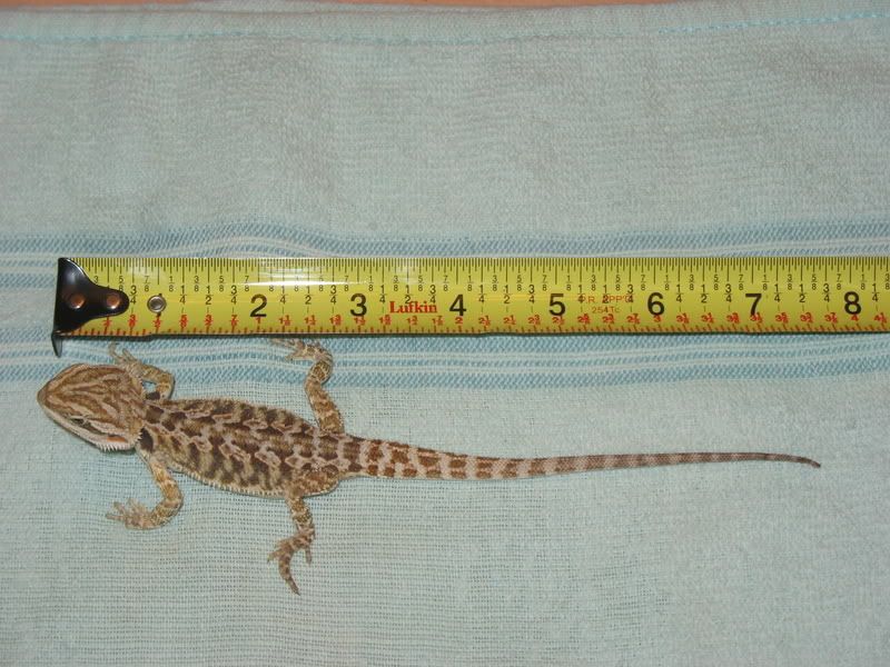 Size and age question.....*edit* with pics ??? Bearded Dragon . org