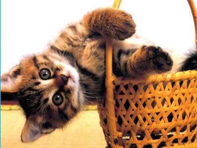 Kitten-in-the-basket1.jpg