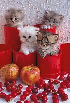 Kittens-In-Pots--C10284416.jpg