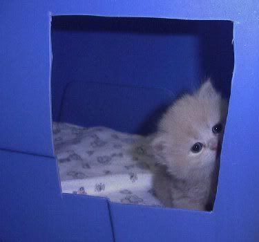 blue_box_kitten.jpg