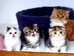 four-cute-kittens_149.jpg