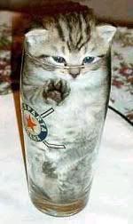 kittenbeer.jpg