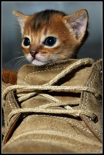 shoe-kitty-pl.jpg