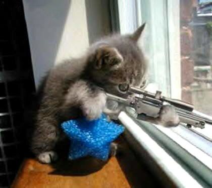 snipercat.jpg