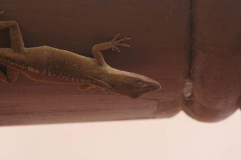 IMAGE: http://img.photobucket.com/albums/v500/HBlair/2331f934.jpg