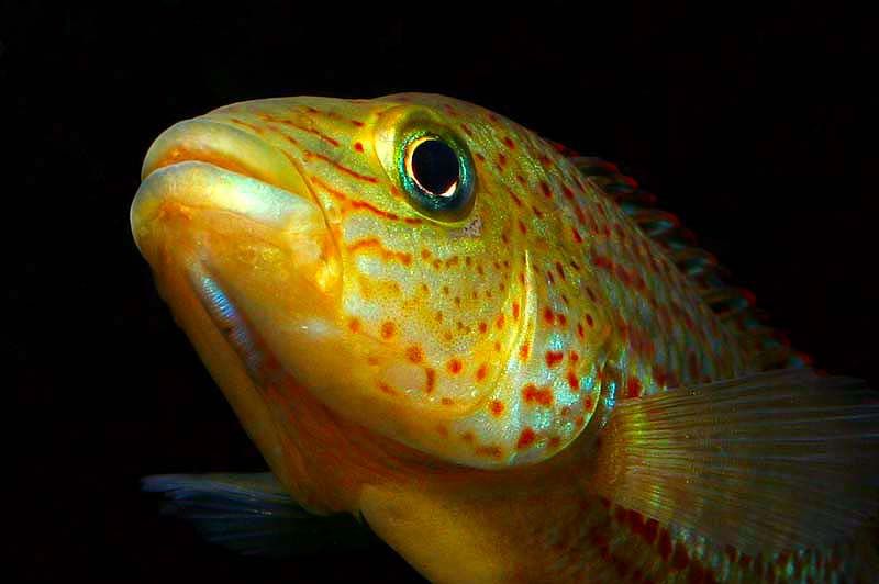 IMAGE: http://img.photobucket.com/albums/v500/HBlair/748e2abd.jpg