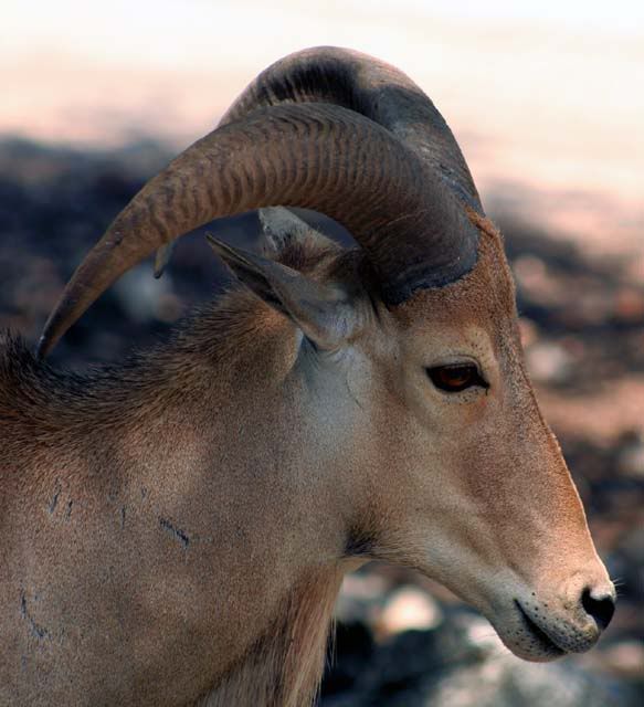 IMAGE: http://img.photobucket.com/albums/v500/HBlair/971ff612.jpg