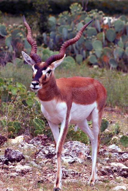 IMAGE: http://img.photobucket.com/albums/v500/HBlair/IMG_0042111.jpg