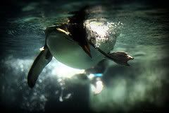 http://img.photobucket.com/albums/v500/arsenicxkiss/2694876204_a74500e1db_m.jpg