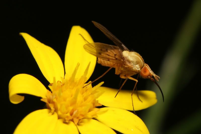 IMAGE: http://img.photobucket.com/albums/v500/scooterhd69/bitingfly3.jpg