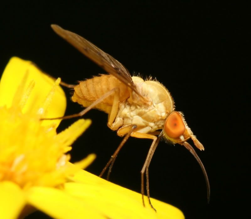 IMAGE: http://img.photobucket.com/albums/v500/scooterhd69/bitingfly5.jpg