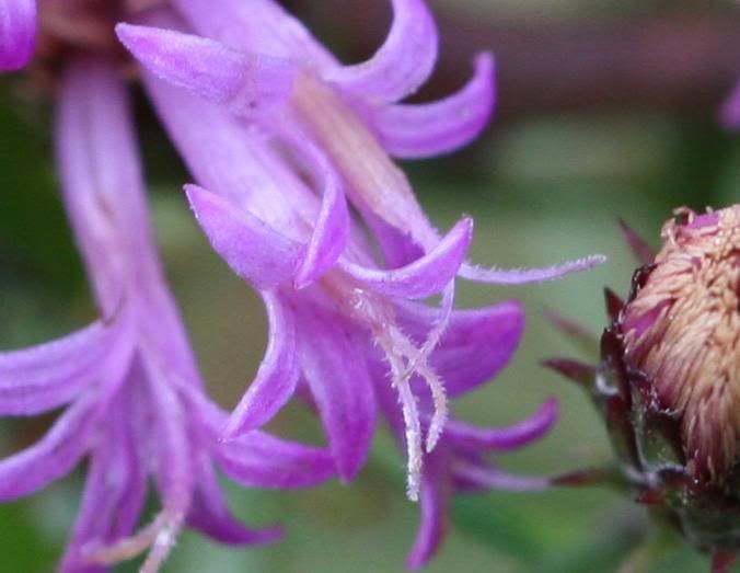 IMAGE: http://img.photobucket.com/albums/v500/scooterhd69/bluebells.jpg