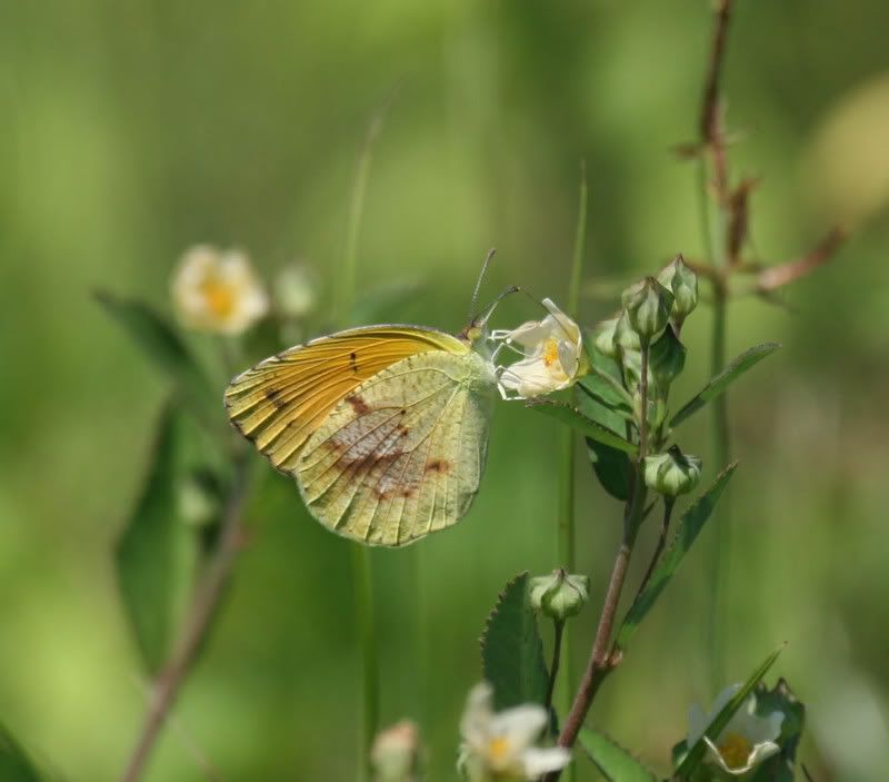 IMAGE: http://img.photobucket.com/albums/v500/scooterhd69/butterfly.jpg