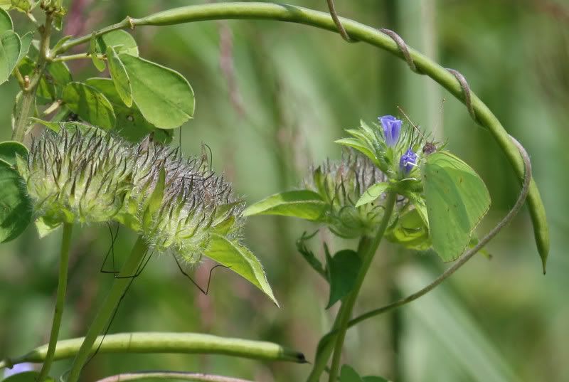 IMAGE: http://img.photobucket.com/albums/v500/scooterhd69/butterfly11.jpg