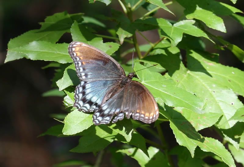 IMAGE: http://img.photobucket.com/albums/v500/scooterhd69/butterfly12.jpg