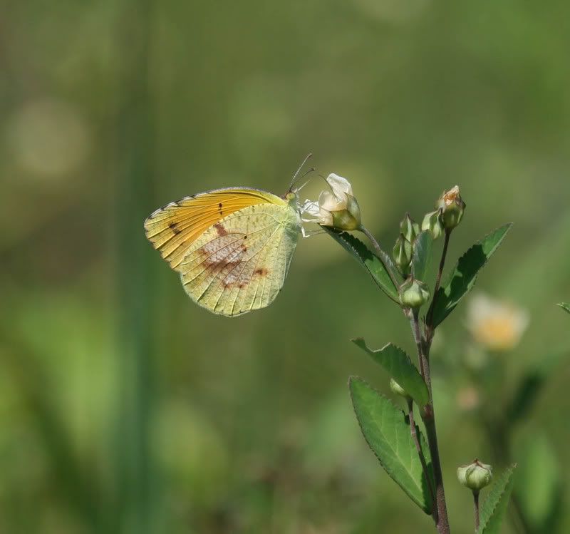 IMAGE: http://img.photobucket.com/albums/v500/scooterhd69/butterfly2.jpg