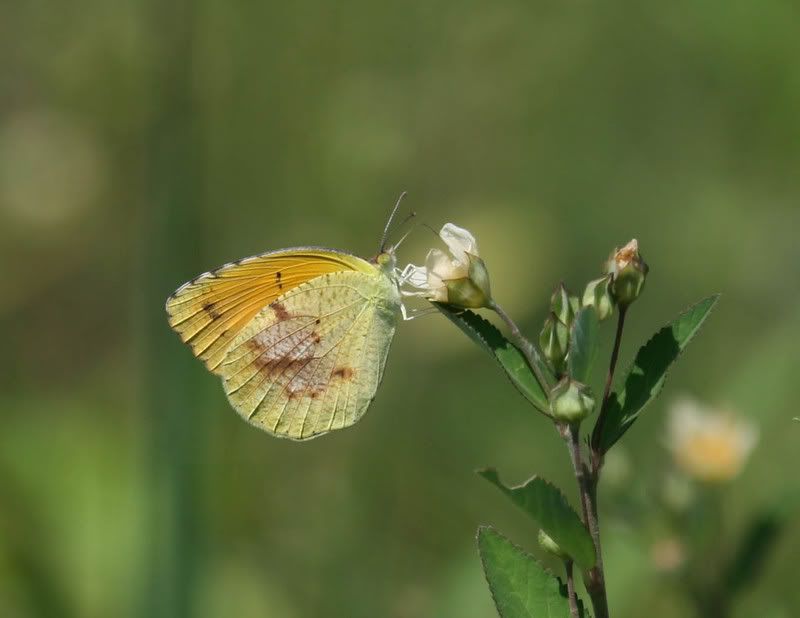 IMAGE: http://img.photobucket.com/albums/v500/scooterhd69/butterfly3.jpg