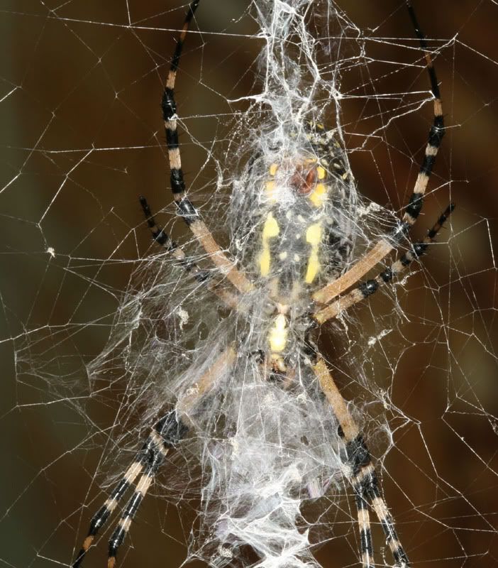IMAGE: http://img.photobucket.com/albums/v500/scooterhd69/by-argiope2mail.jpg