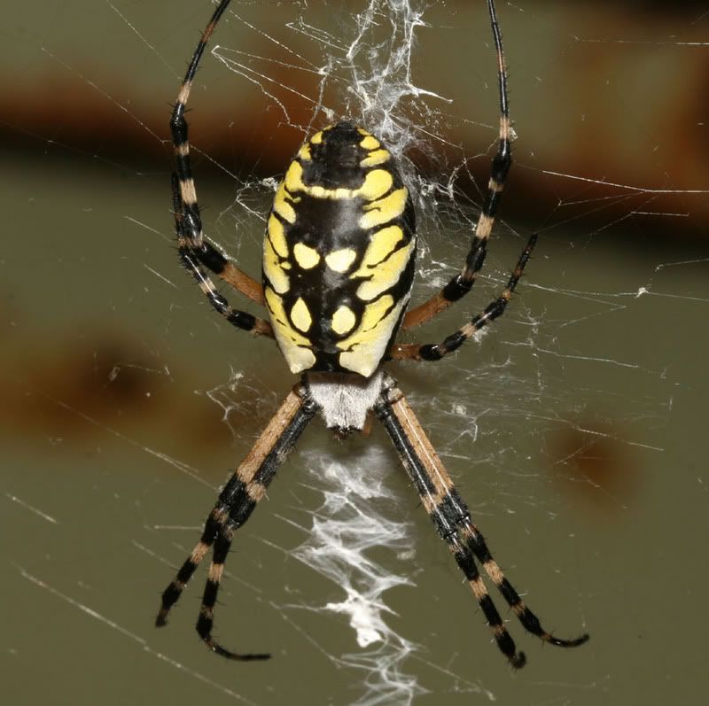 IMAGE: http://img.photobucket.com/albums/v500/scooterhd69/by-argiope5mail.jpg