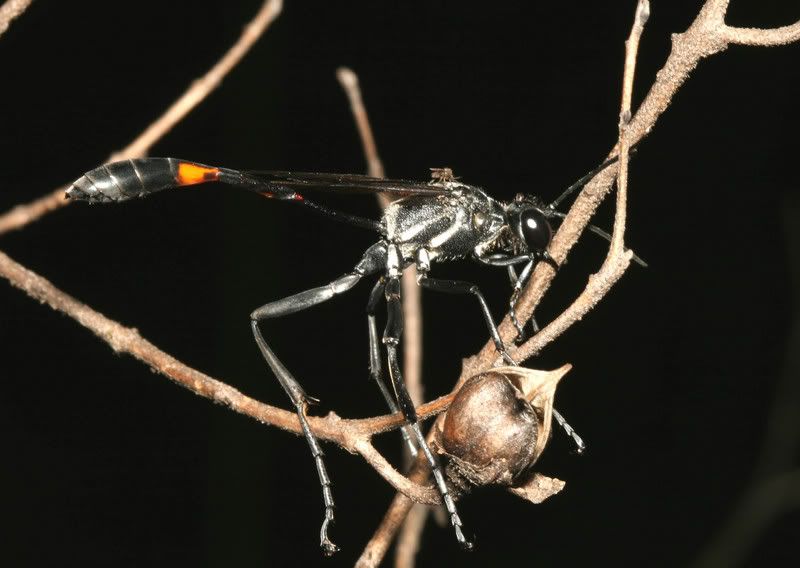 IMAGE: http://img.photobucket.com/albums/v500/scooterhd69/damsel.jpg