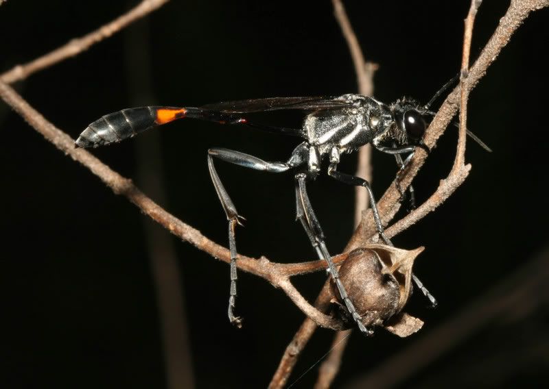 IMAGE: http://img.photobucket.com/albums/v500/scooterhd69/damsel2.jpg