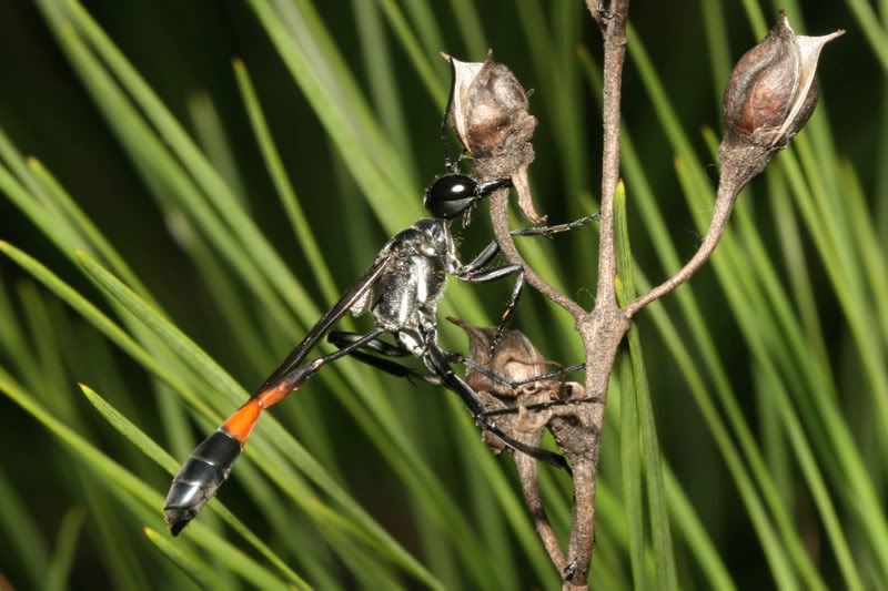 IMAGE: http://img.photobucket.com/albums/v500/scooterhd69/damsel4.jpg