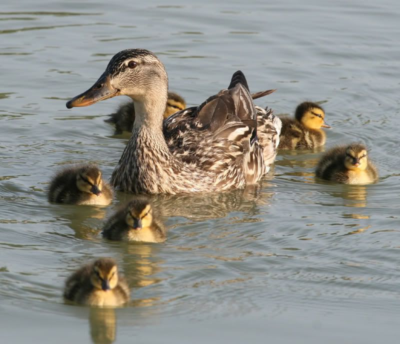 IMAGE: http://img.photobucket.com/albums/v500/scooterhd69/duckbaby2mail.jpg