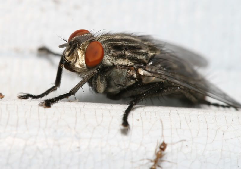 IMAGE: http://img.photobucket.com/albums/v500/scooterhd69/fly2.jpg