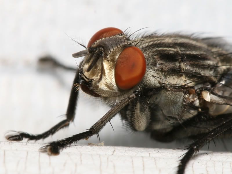 IMAGE: http://img.photobucket.com/albums/v500/scooterhd69/fly3.jpg