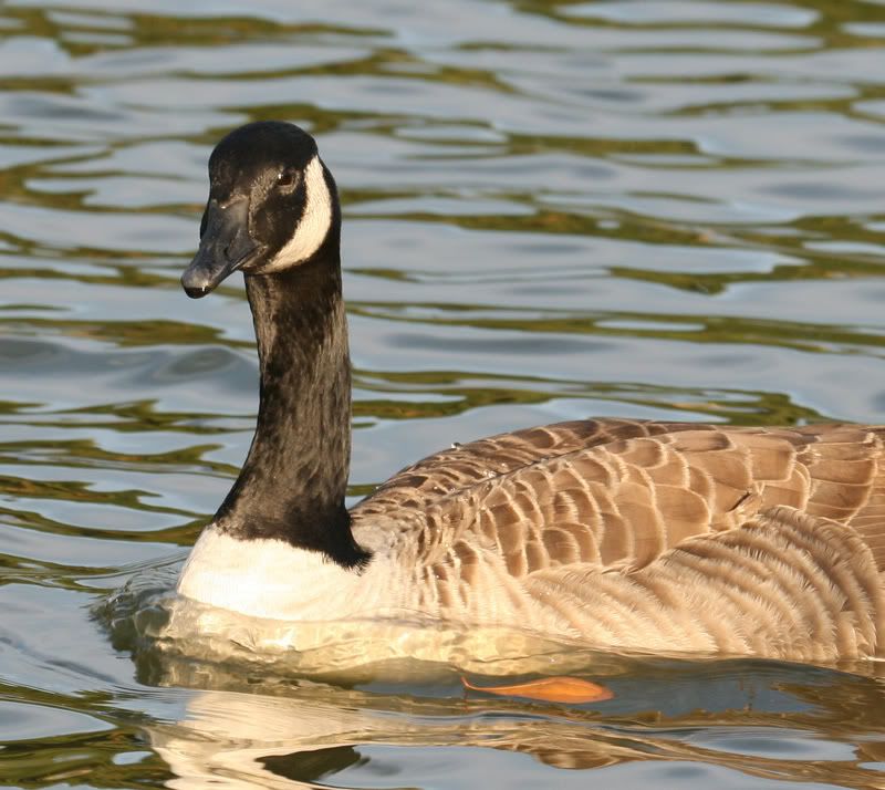 IMAGE: http://img.photobucket.com/albums/v500/scooterhd69/goose3mail.jpg