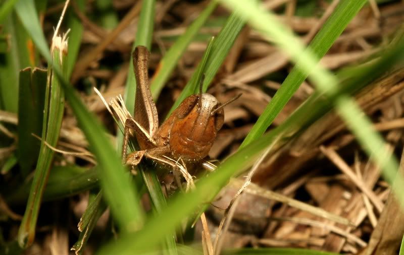 IMAGE: http://img.photobucket.com/albums/v500/scooterhd69/grasshopper.jpg