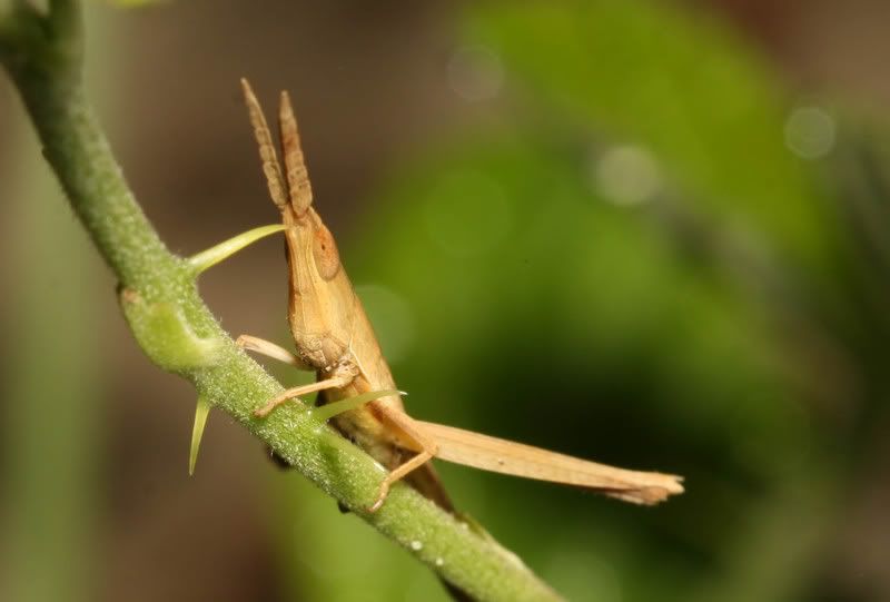 IMAGE: http://img.photobucket.com/albums/v500/scooterhd69/grasshopper2-1.jpg