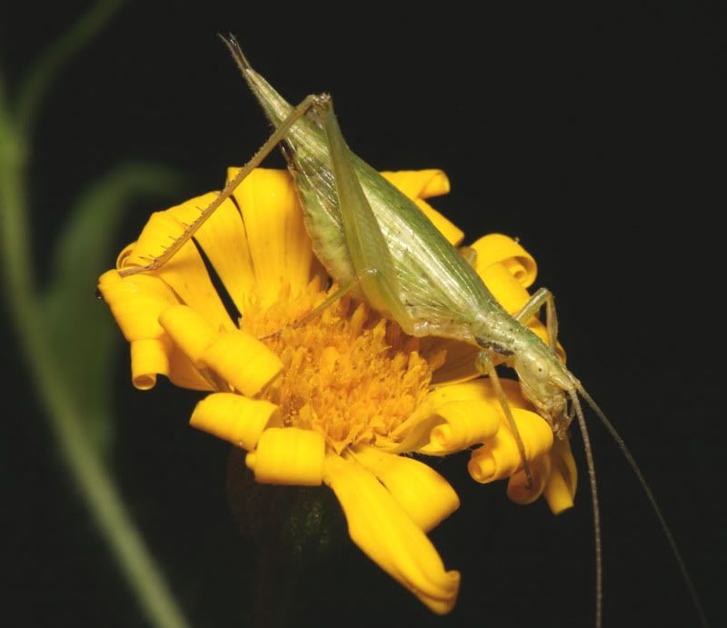 IMAGE: http://img.photobucket.com/albums/v500/scooterhd69/grasshopperonyellowbrightmail.jpg