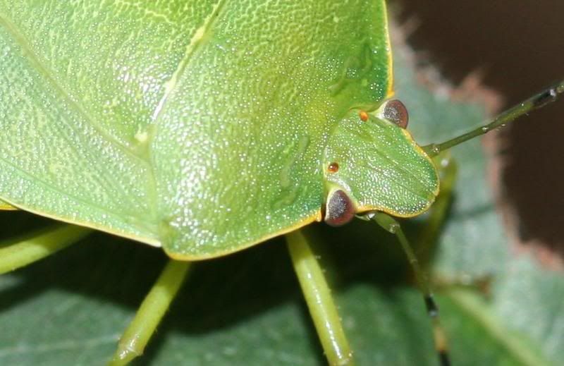 IMAGE: http://img.photobucket.com/albums/v500/scooterhd69/greenie2.jpg