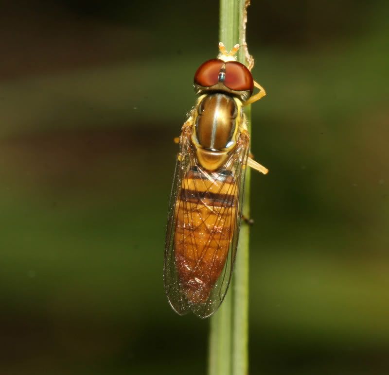 IMAGE: http://img.photobucket.com/albums/v500/scooterhd69/hoverfly2.jpg