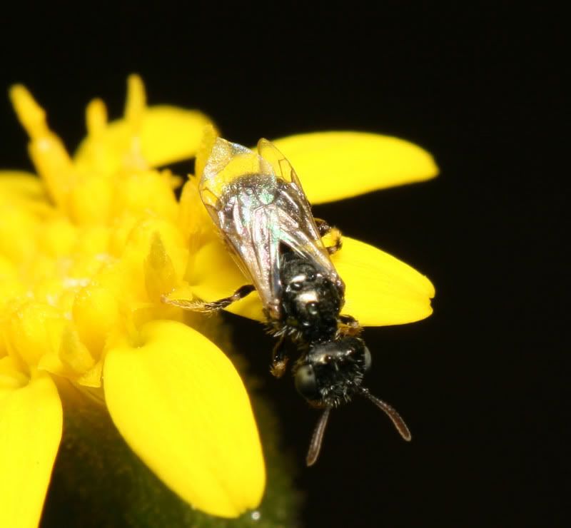 IMAGE: http://img.photobucket.com/albums/v500/scooterhd69/itsybitsybee.jpg