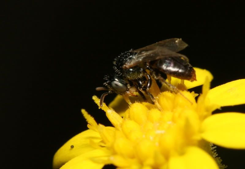 IMAGE: http://img.photobucket.com/albums/v500/scooterhd69/itsybitsybee2.jpg