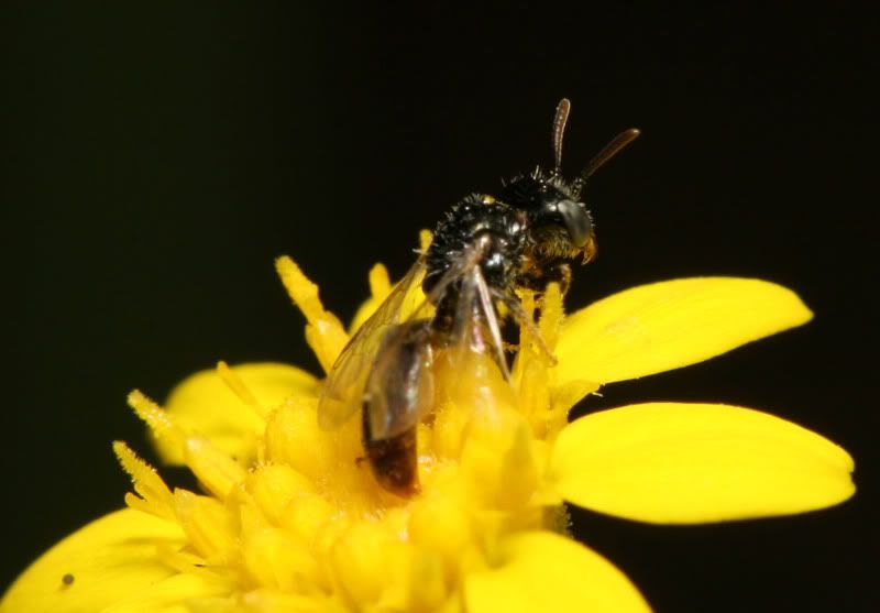 IMAGE: http://img.photobucket.com/albums/v500/scooterhd69/itsybitsybee4.jpg