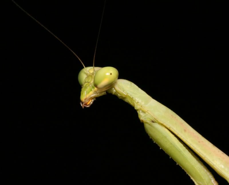 IMAGE: http://img.photobucket.com/albums/v500/scooterhd69/mantis.jpg