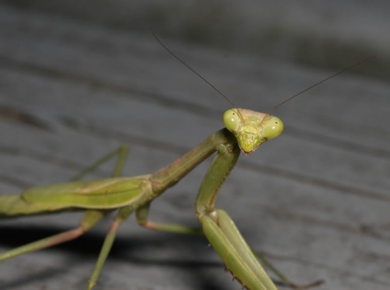 IMAGE: http://img.photobucket.com/albums/v500/scooterhd69/mantis6.jpg
