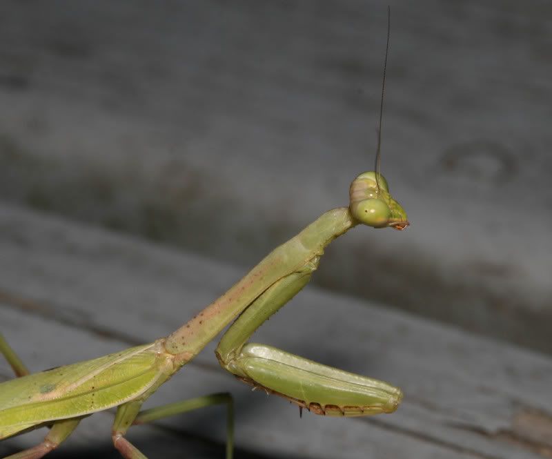 IMAGE: http://img.photobucket.com/albums/v500/scooterhd69/mantis7.jpg
