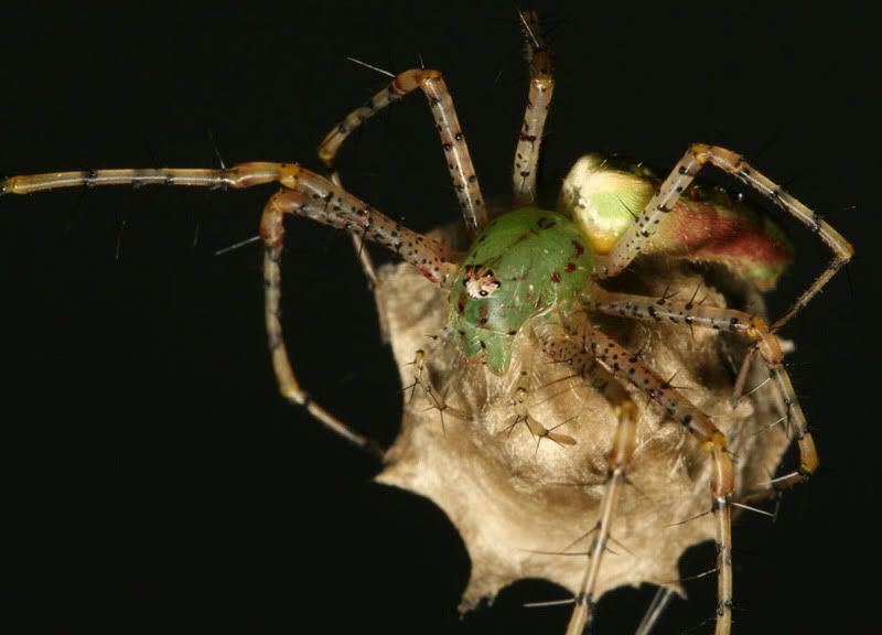 IMAGE: http://img.photobucket.com/albums/v500/scooterhd69/speckledspider2mail.jpg